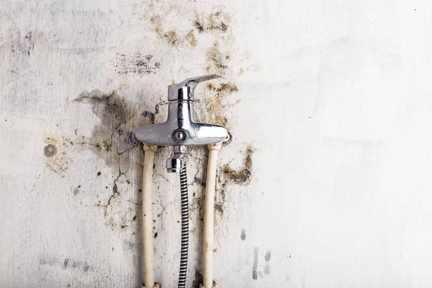 Best Mold Removal Company Near Me  in Rmel Valley Village, CA
