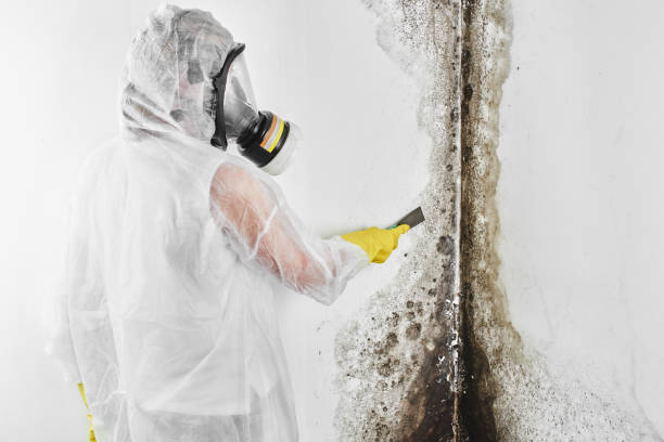 Best Mold Damage Repair  in Rmel Valley Village, CA