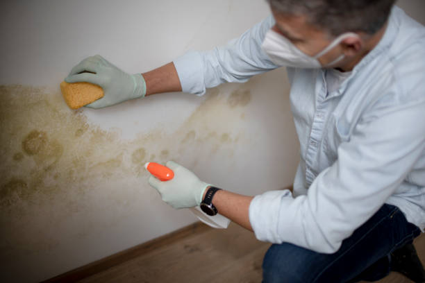 Best Crawl Space Mold Removal  in Rmel Valley Village, CA