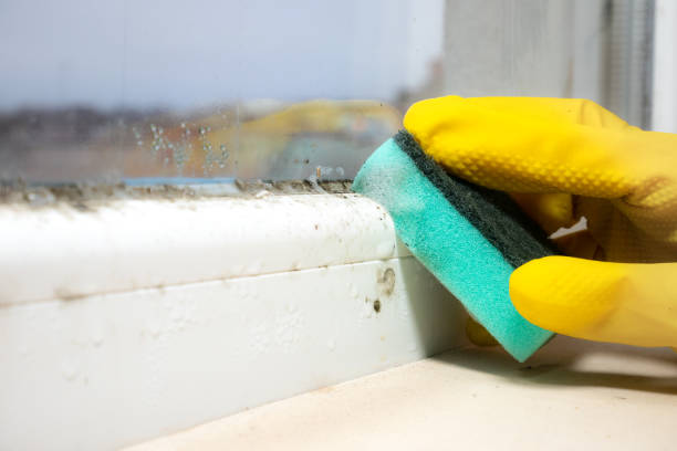 Office Mold Removal Services in Carmel Valley Village, CA