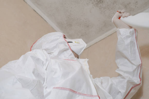 Best Professional Mold Removal  in Rmel Valley Village, CA