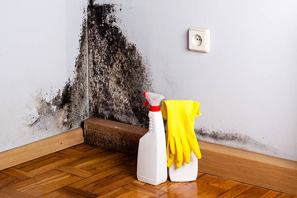 Office Mold Removal Services in Carmel Valley Village, CA