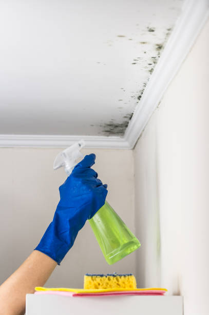 Best Certified Mold Removal  in Rmel Valley Village, CA
